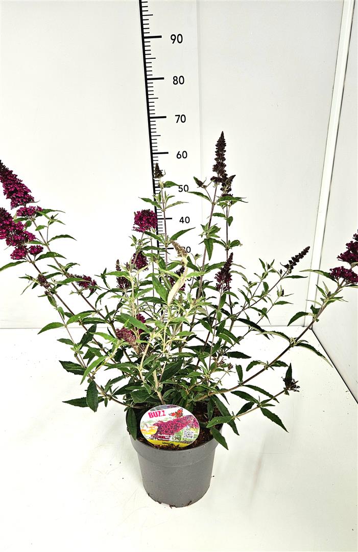 Buddleja BUZZ TM &