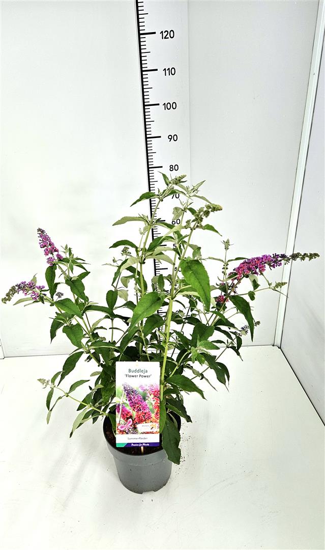 Buddleja d. &