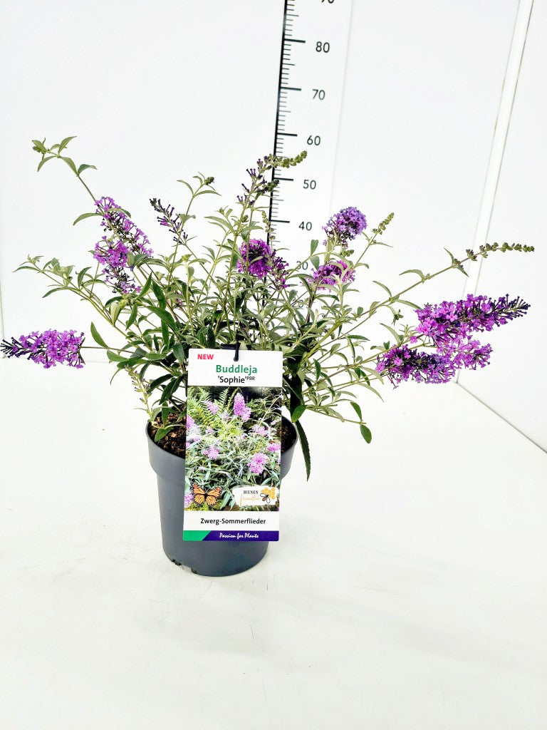 Buddleja d. &