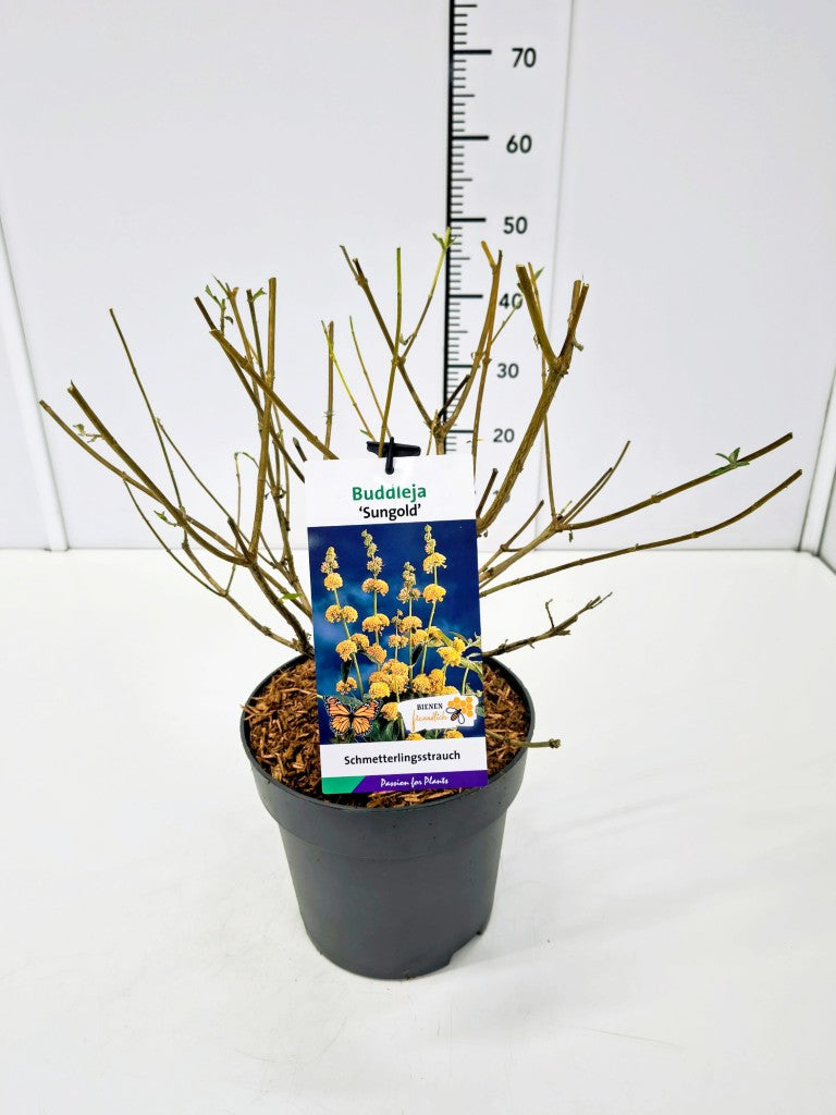 Buddleja weyeriana &