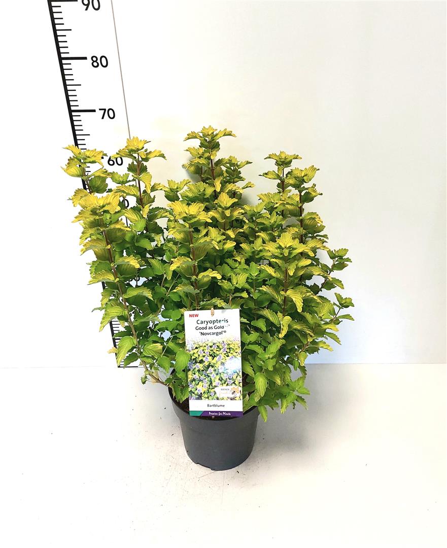 Caryopteris clandonensis &