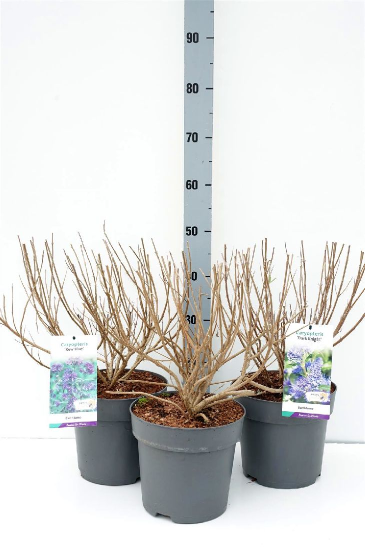 Caryopteris i sorter C5 (5 liters kruka)