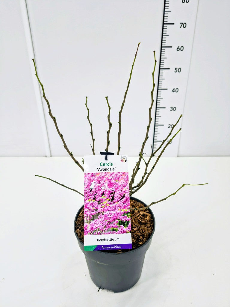 Cercis chinensis &