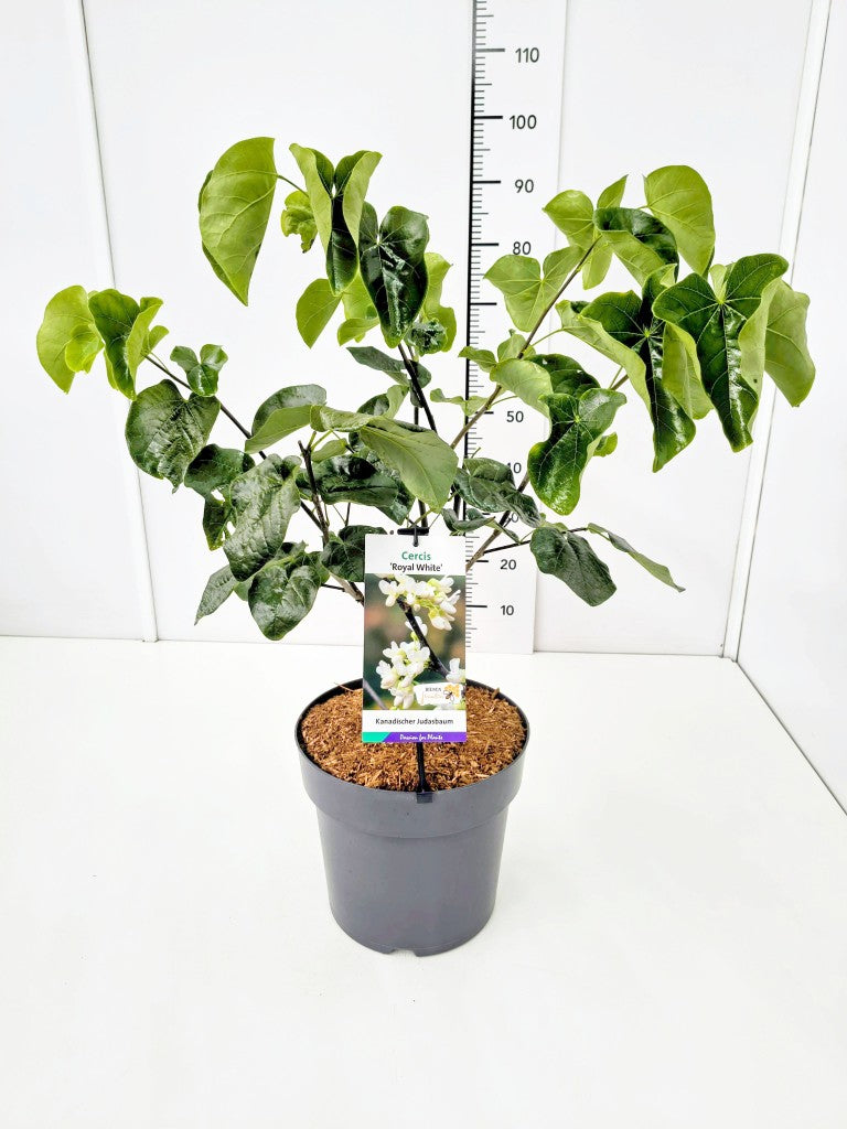 Cercis can. &