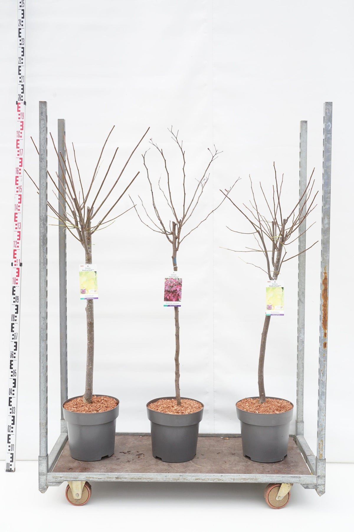 Cercis i sorter - Stam 100 cm, C12 (12 liters kruka)