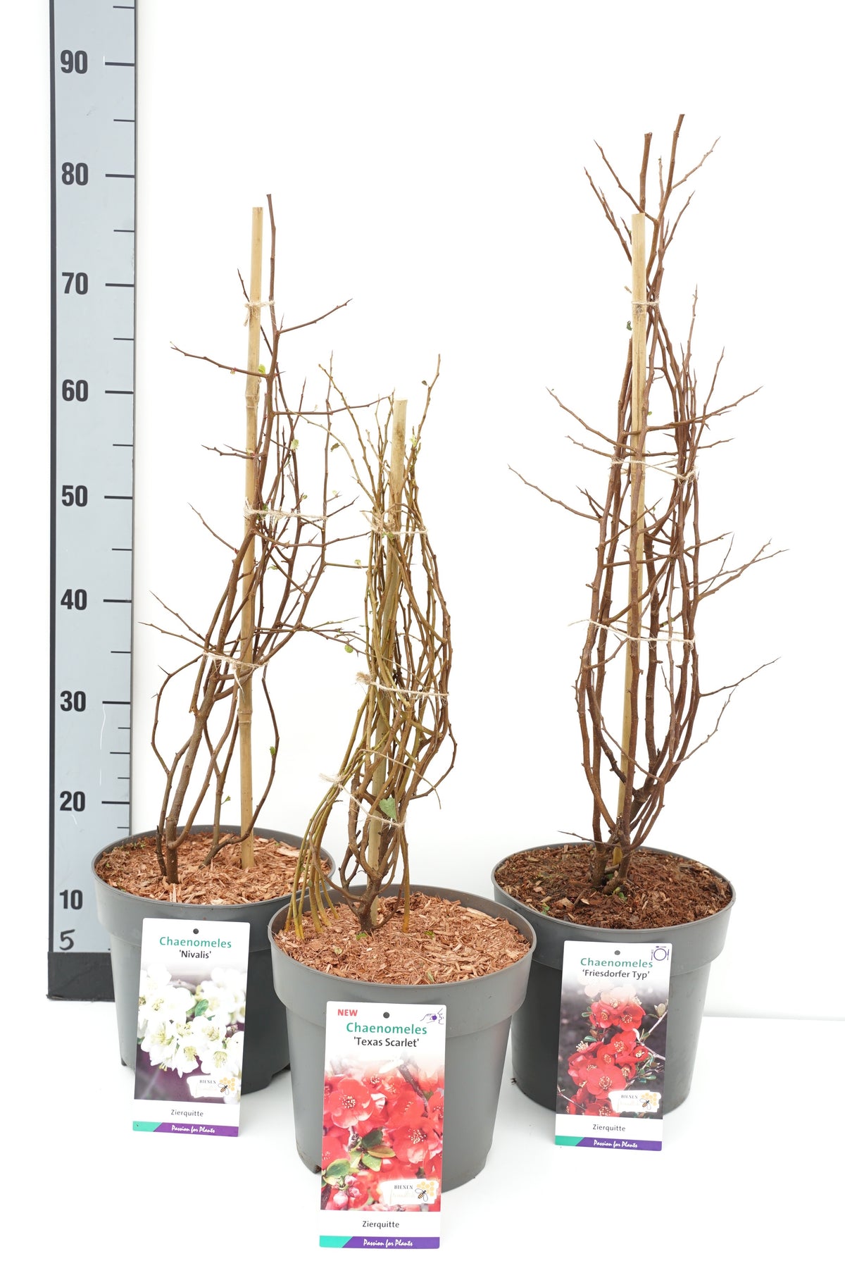 Chaenomeles i sorter C5 (5 liters kruka) 40-50 cm
