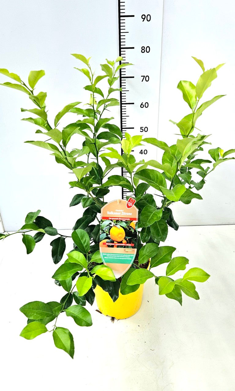 Citrus sp. &