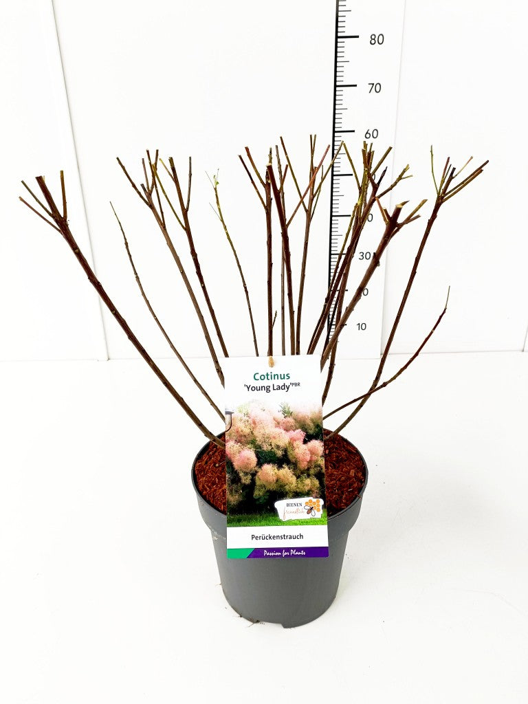 Cotinus coggygria &