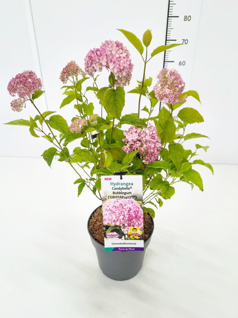 Hydrangea arborescens &
