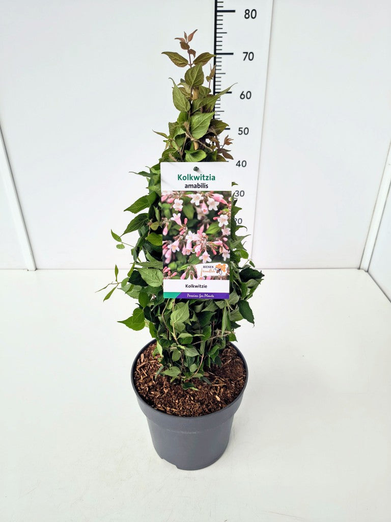 Kolkwitzia amabilis C5 (5 liters kruka) 50-60 cm