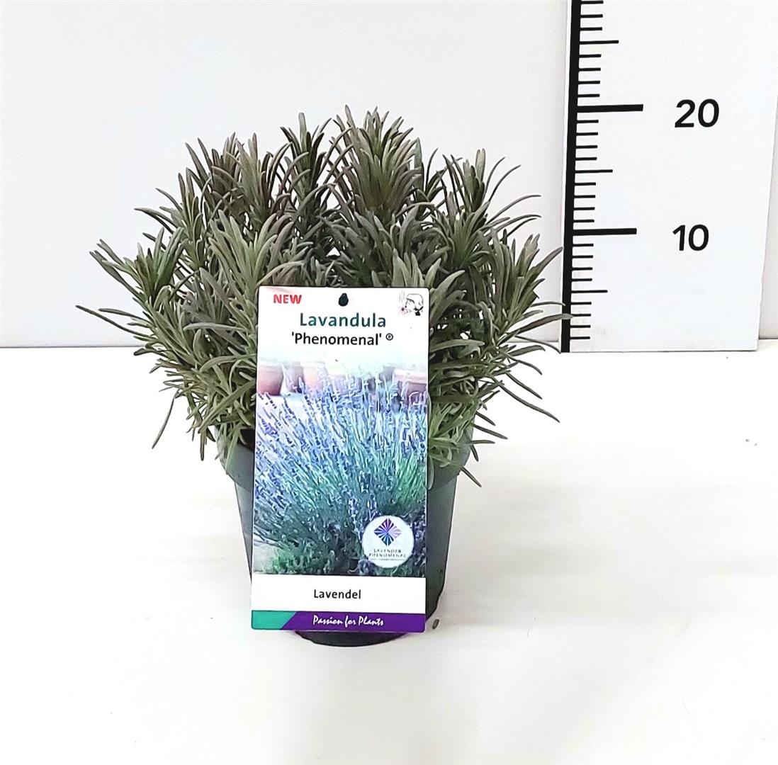 Lavandula int. &