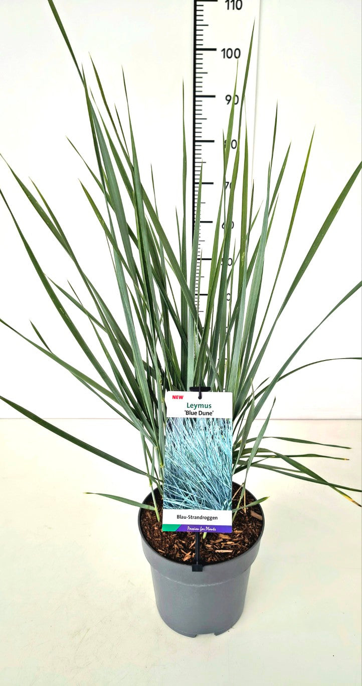 Leymus arenarius &