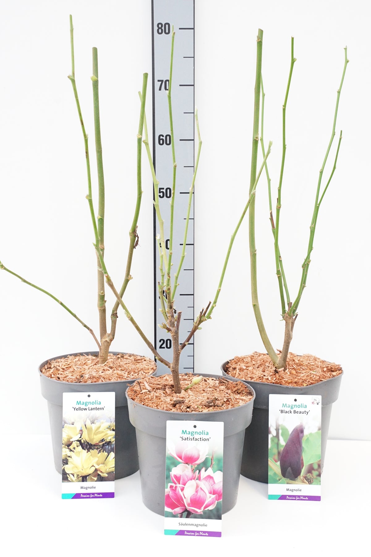 Magnolia i sorter C5 (5 liters kruka) / 23 cm kruka 50-60 cm