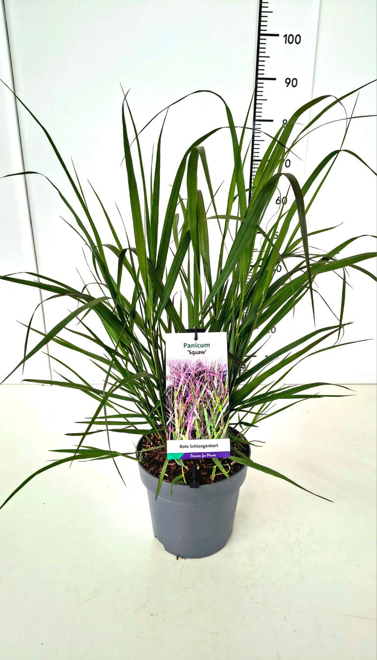 Panicum virgatum &