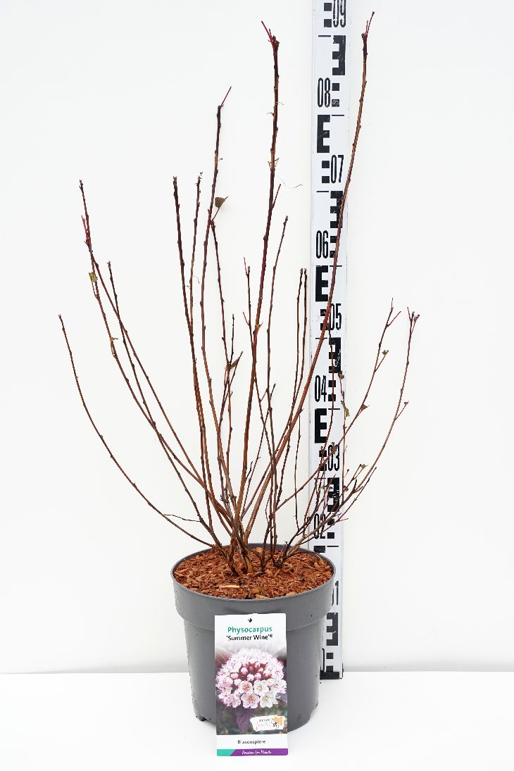 Physocarpus op. &