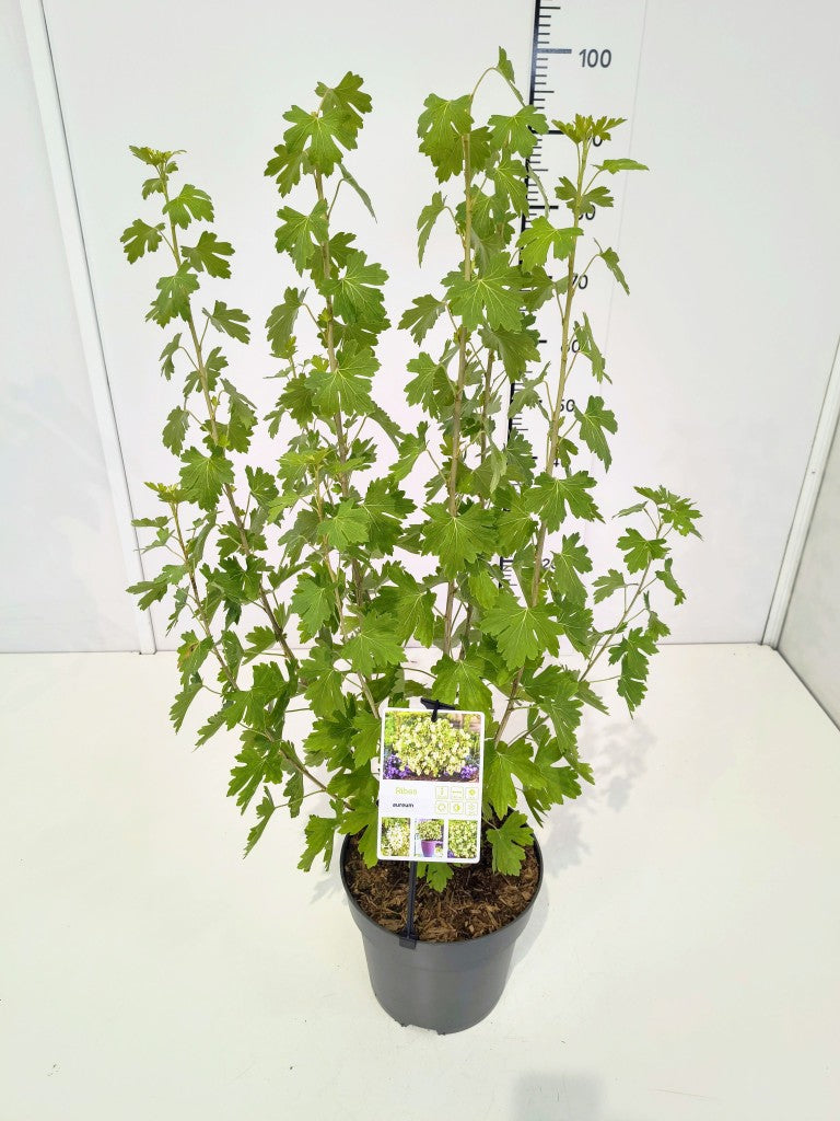 Ribes aureum C5 (5 liters kruka) 50-60 cm