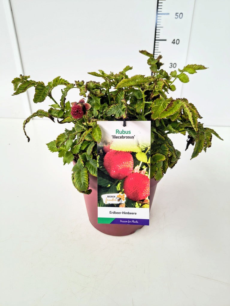 Rubus illecebrosus 40-60 cm, C7 (7 liters kruka)