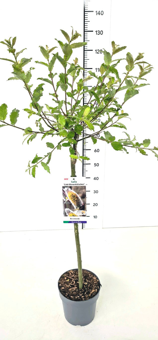 Salix caprea &