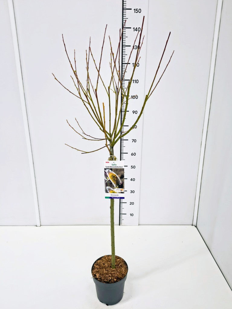 Salix caprea &