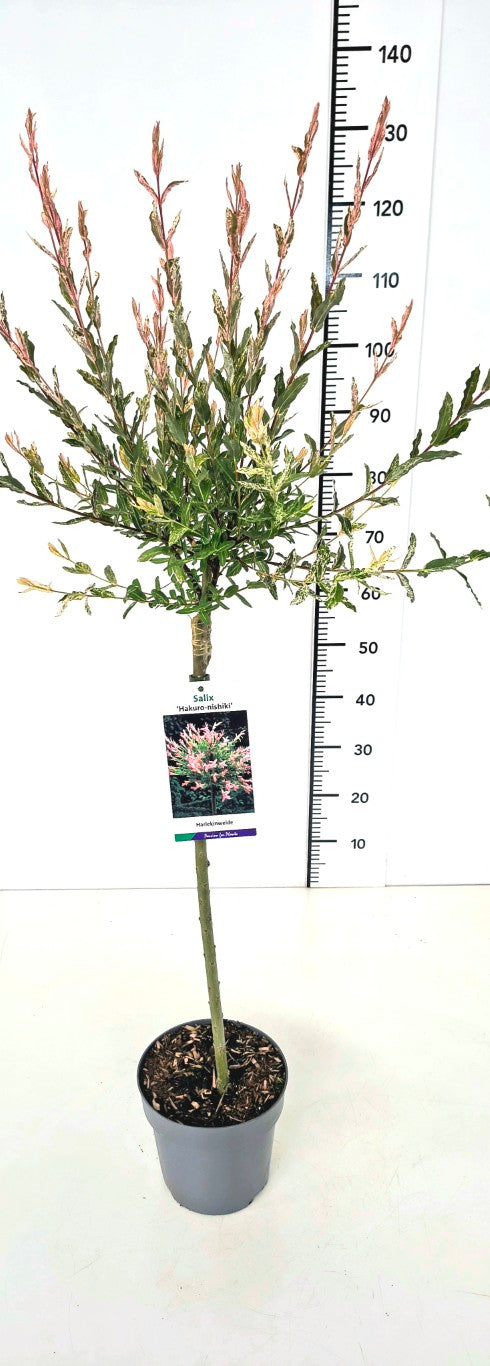 Salix integra &