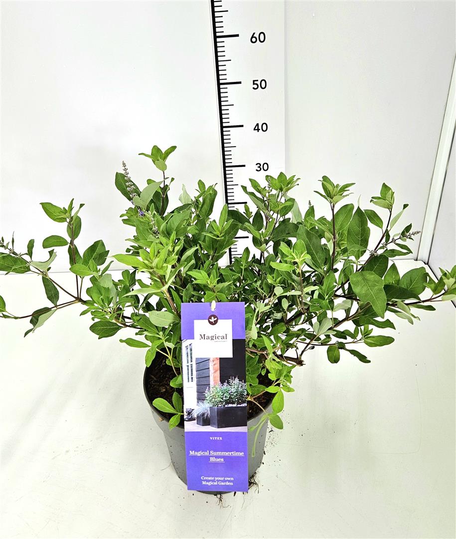 Vitex agnus-castus &
