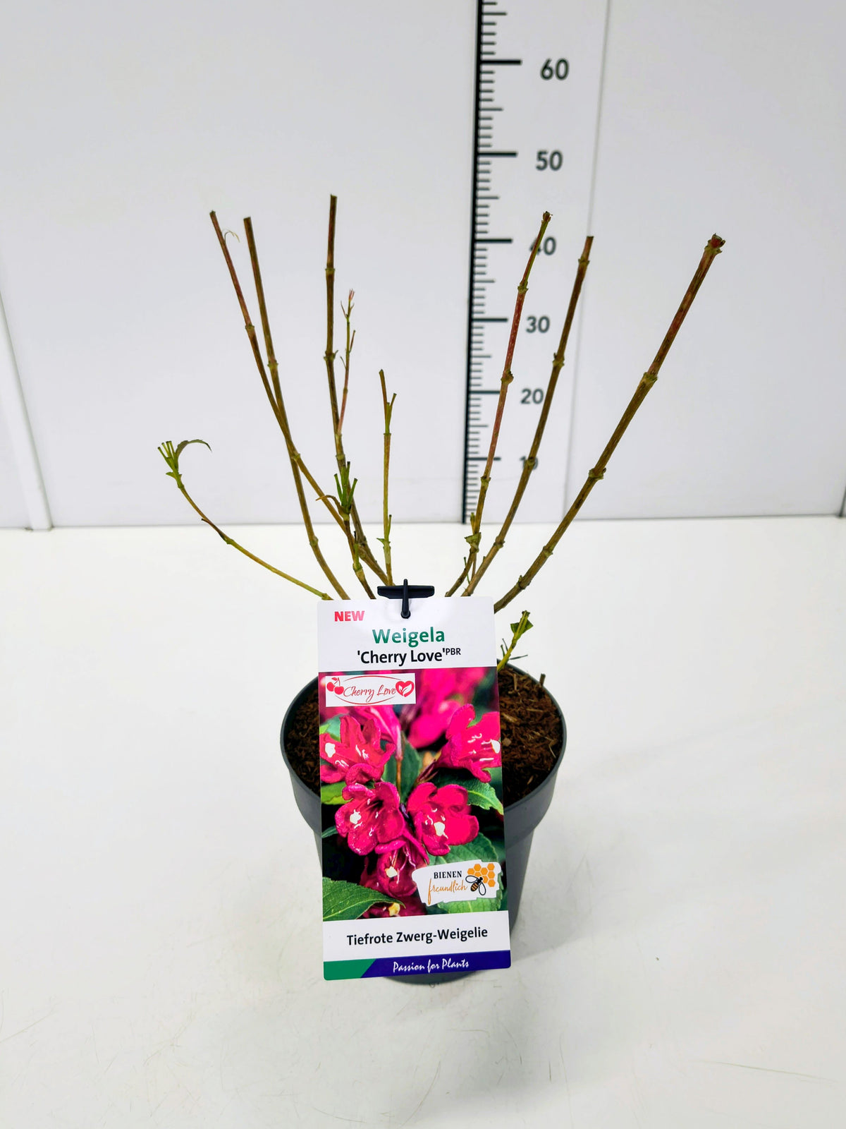 Weigela &