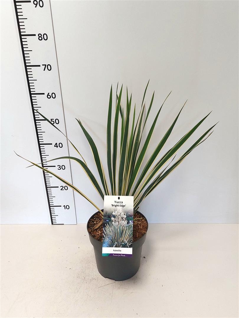 Yucca filamentosa &