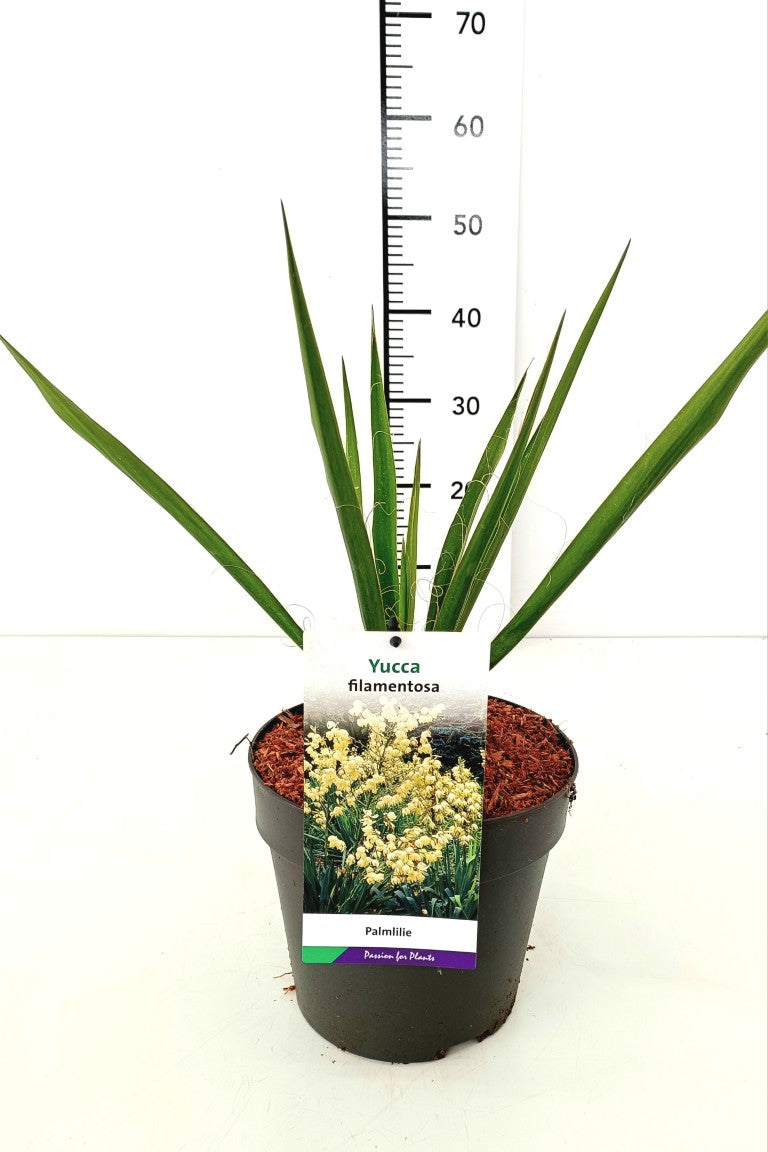 Yucca filamentosa C3 (3 liters kruka / 19 cm kruka)