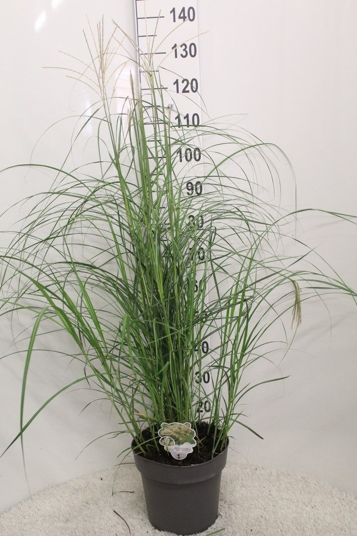 Miscanthus sin. &
