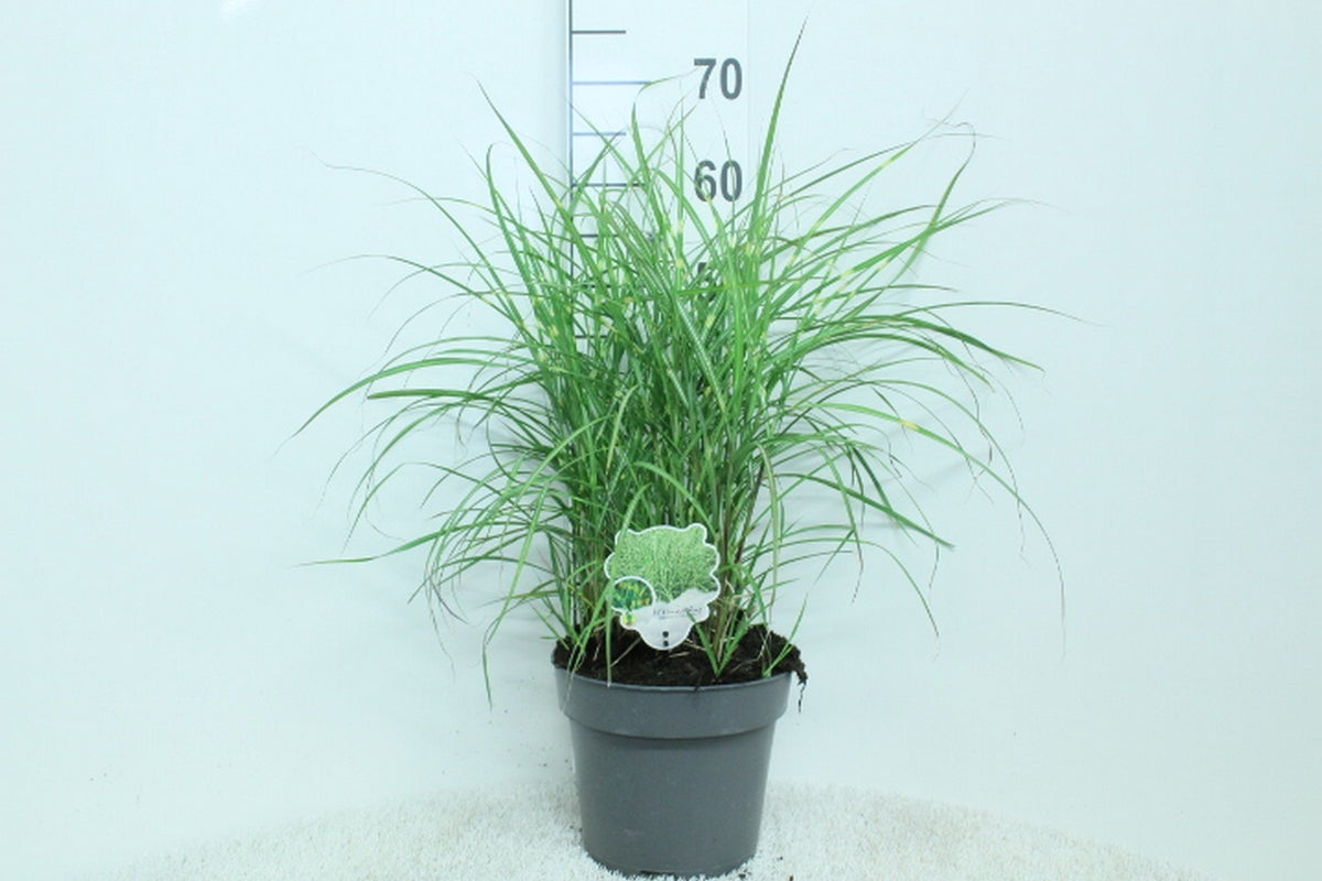 Miscanthus sin. &