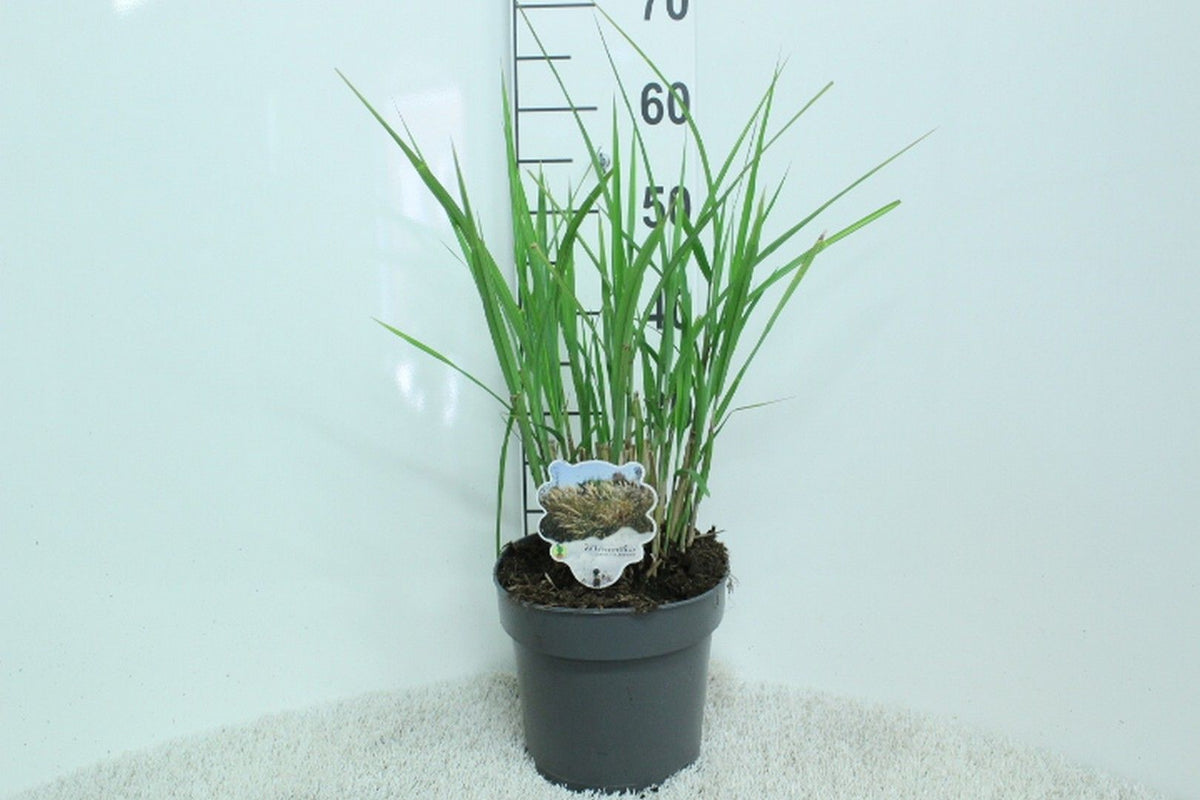 Miscanthus sinensis &