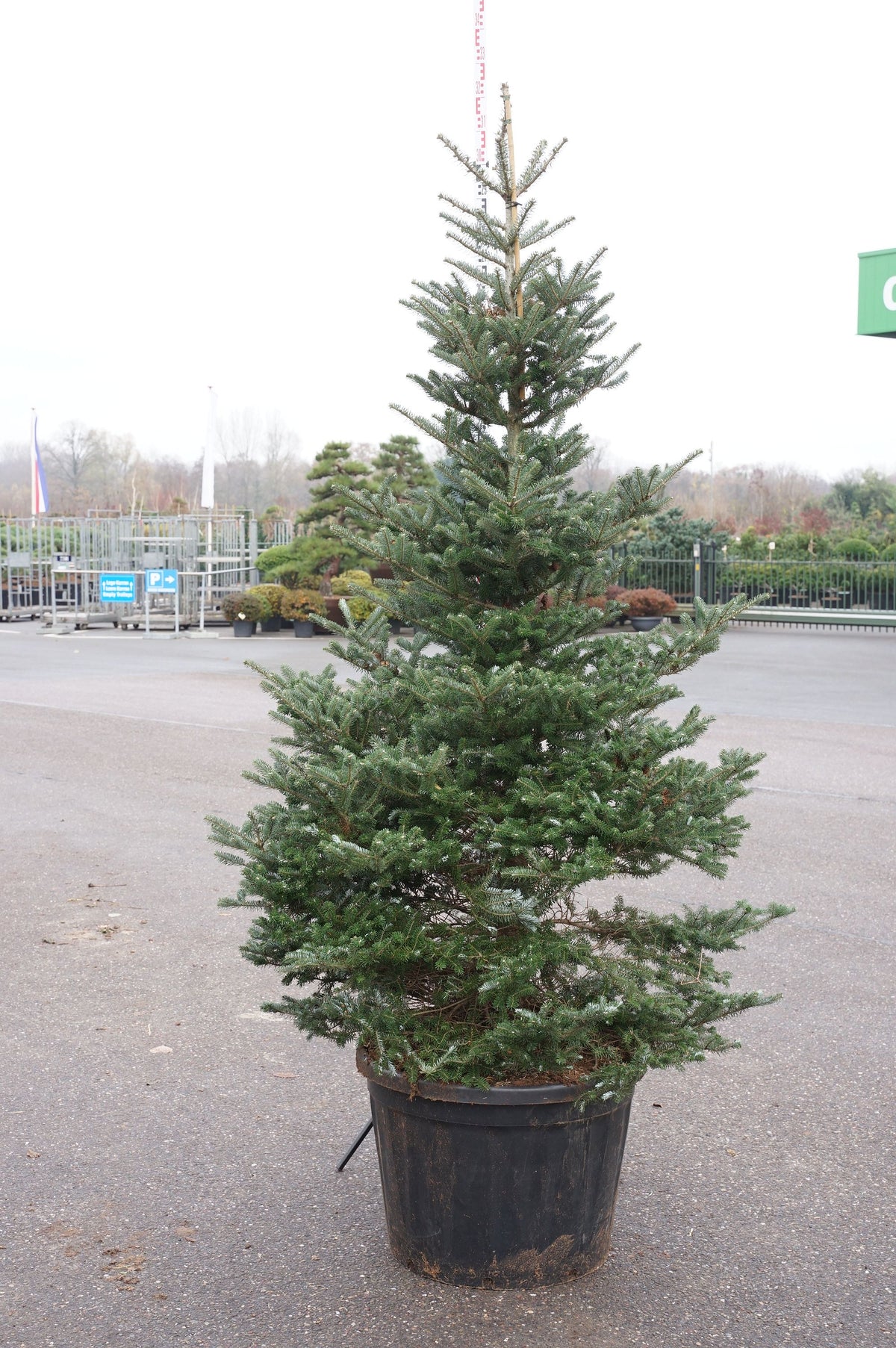 Abies koreana C180 (180 liters kruka) 225-250 cm