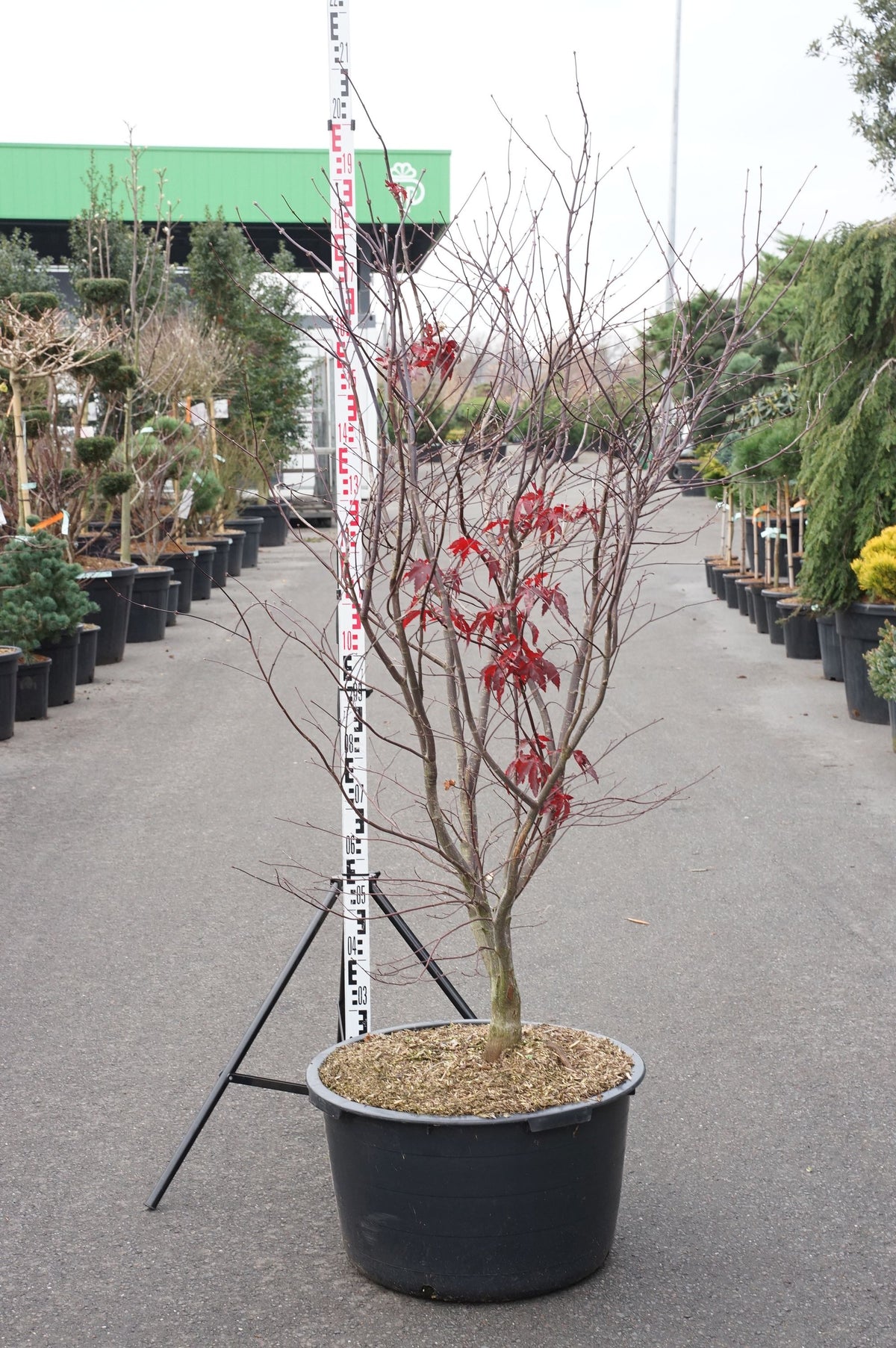 Acer palmatum &