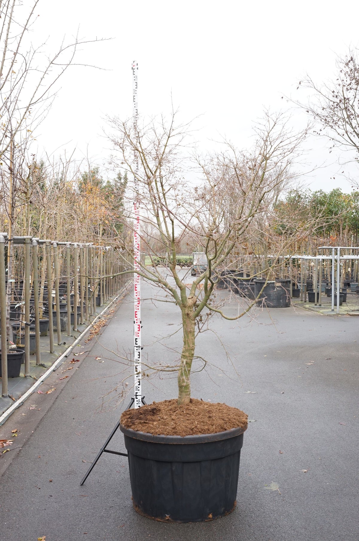 Acer palmatum &