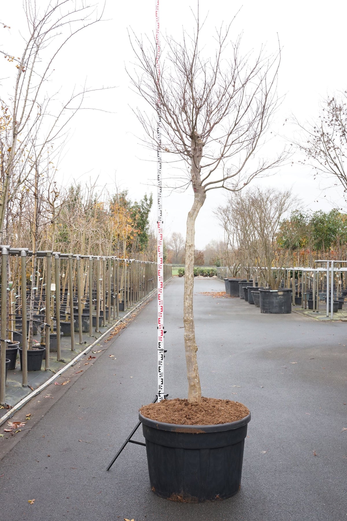 Acer palmatum &
