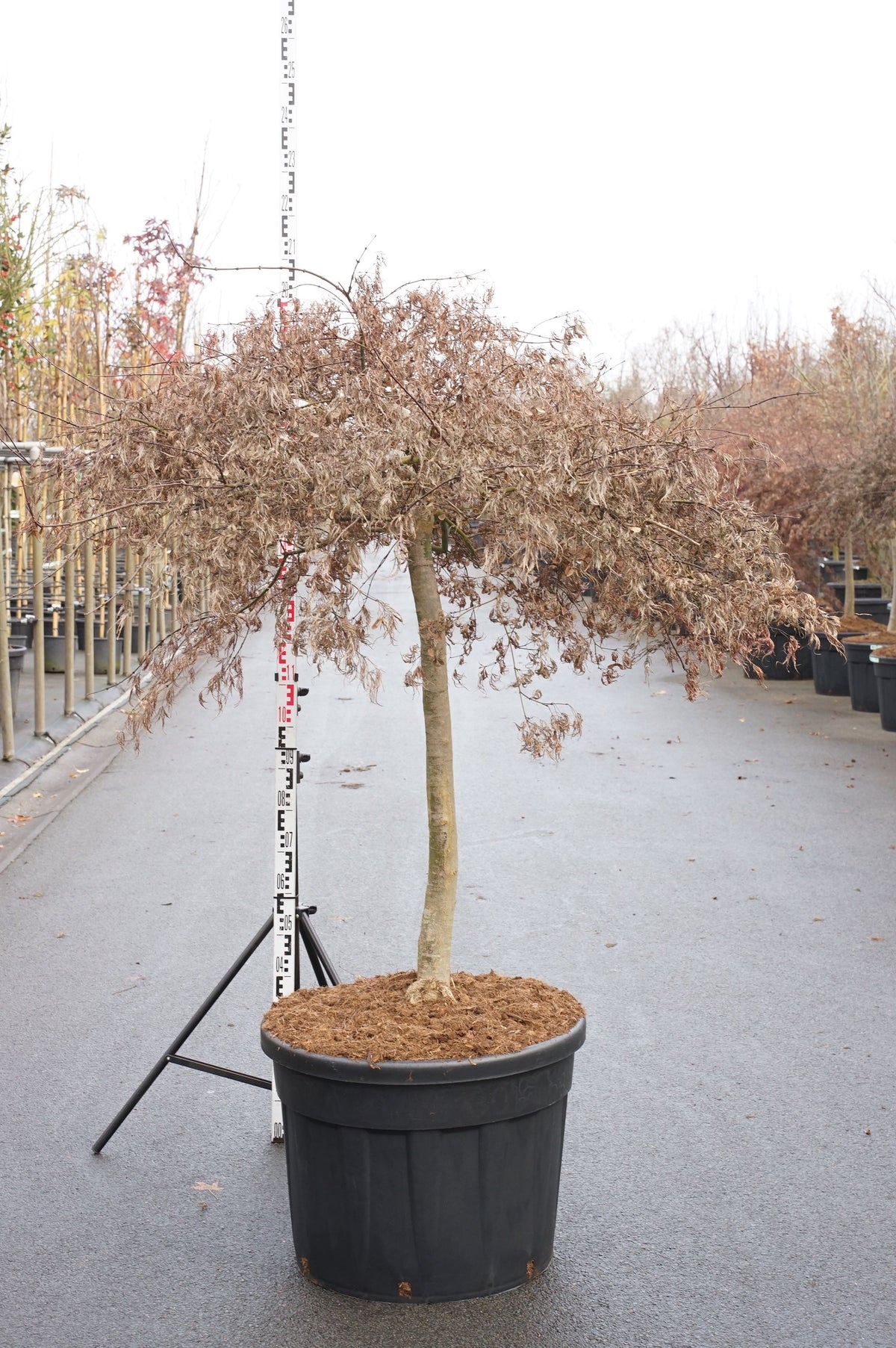 Acer palmatum &
