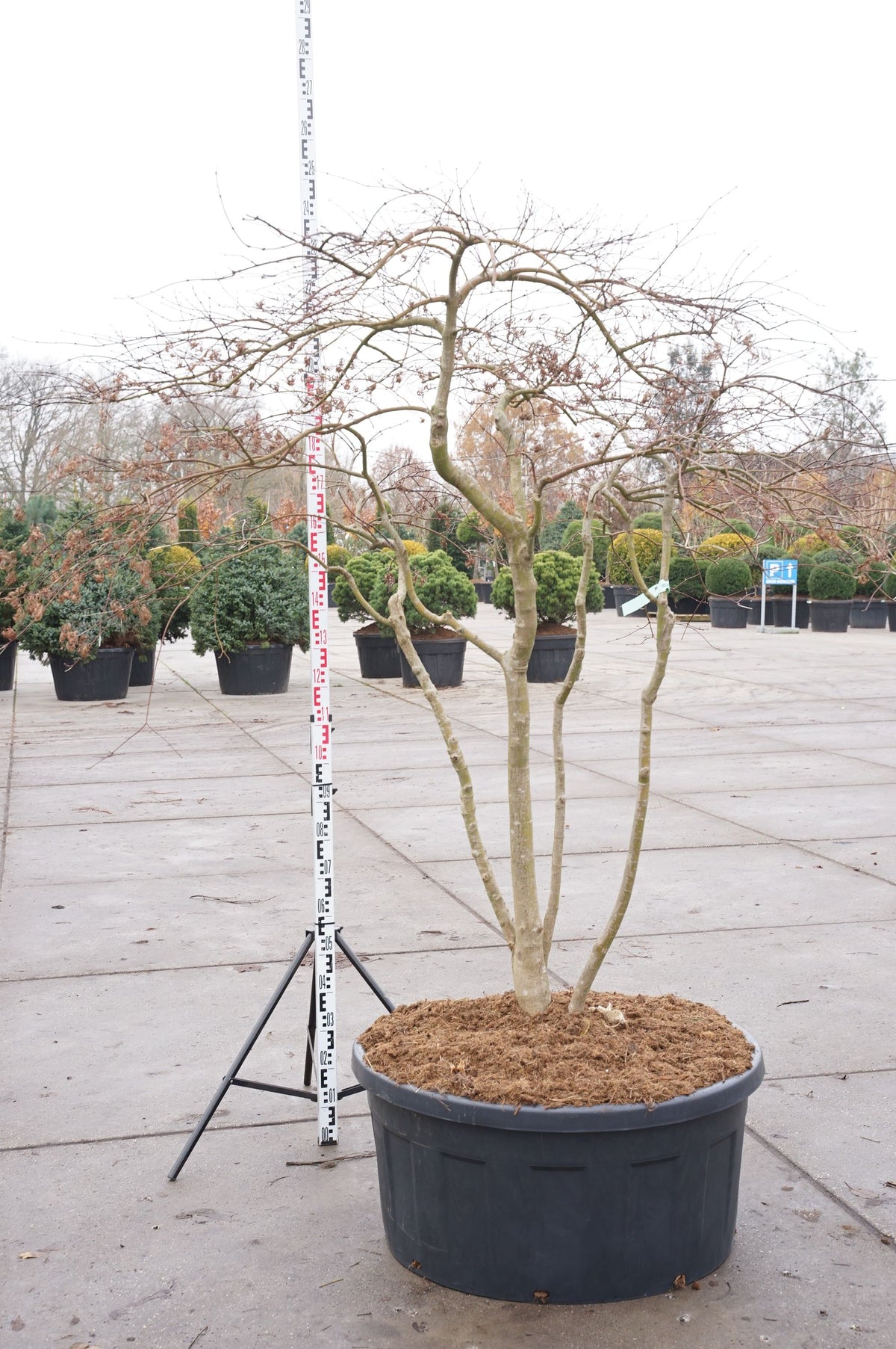 Acer palmatum &
