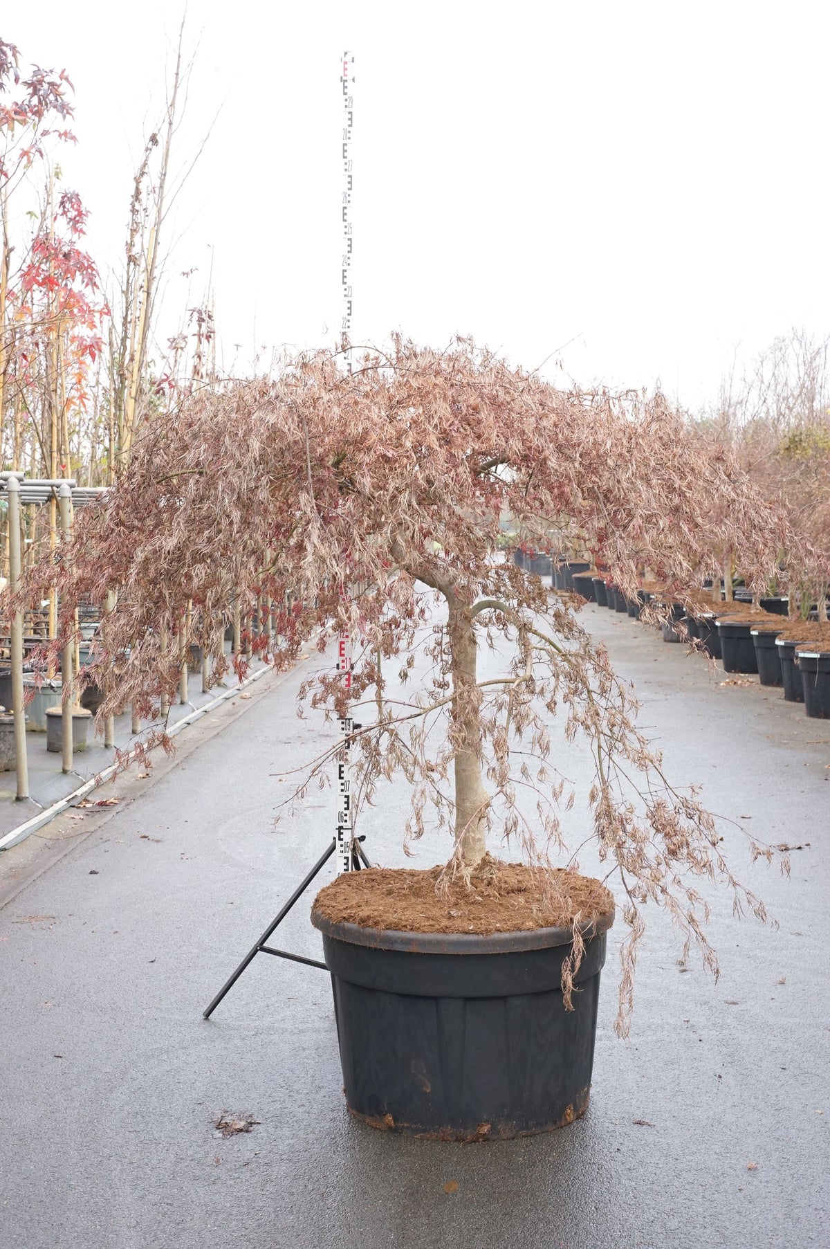Acer palmatum &