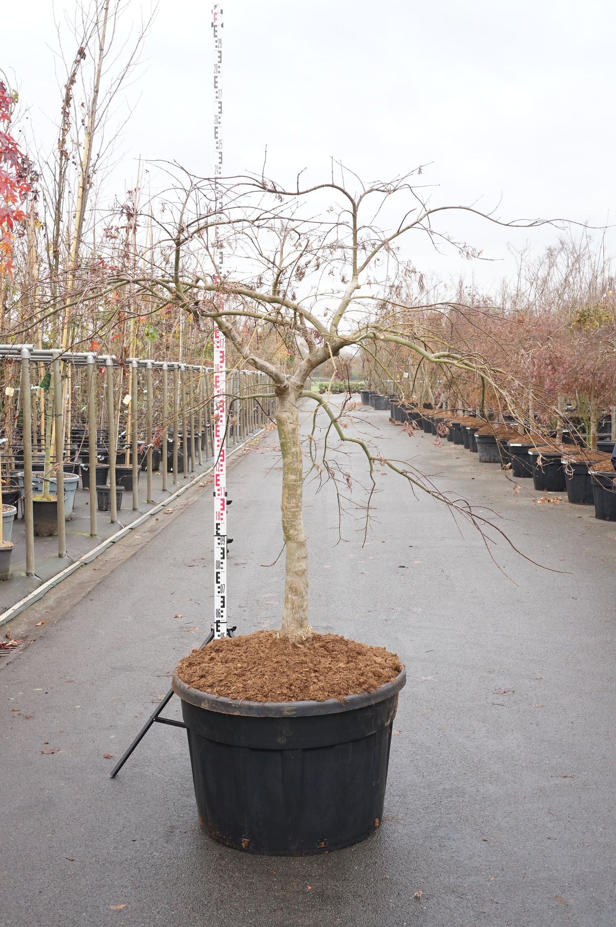 Acer palmatum &