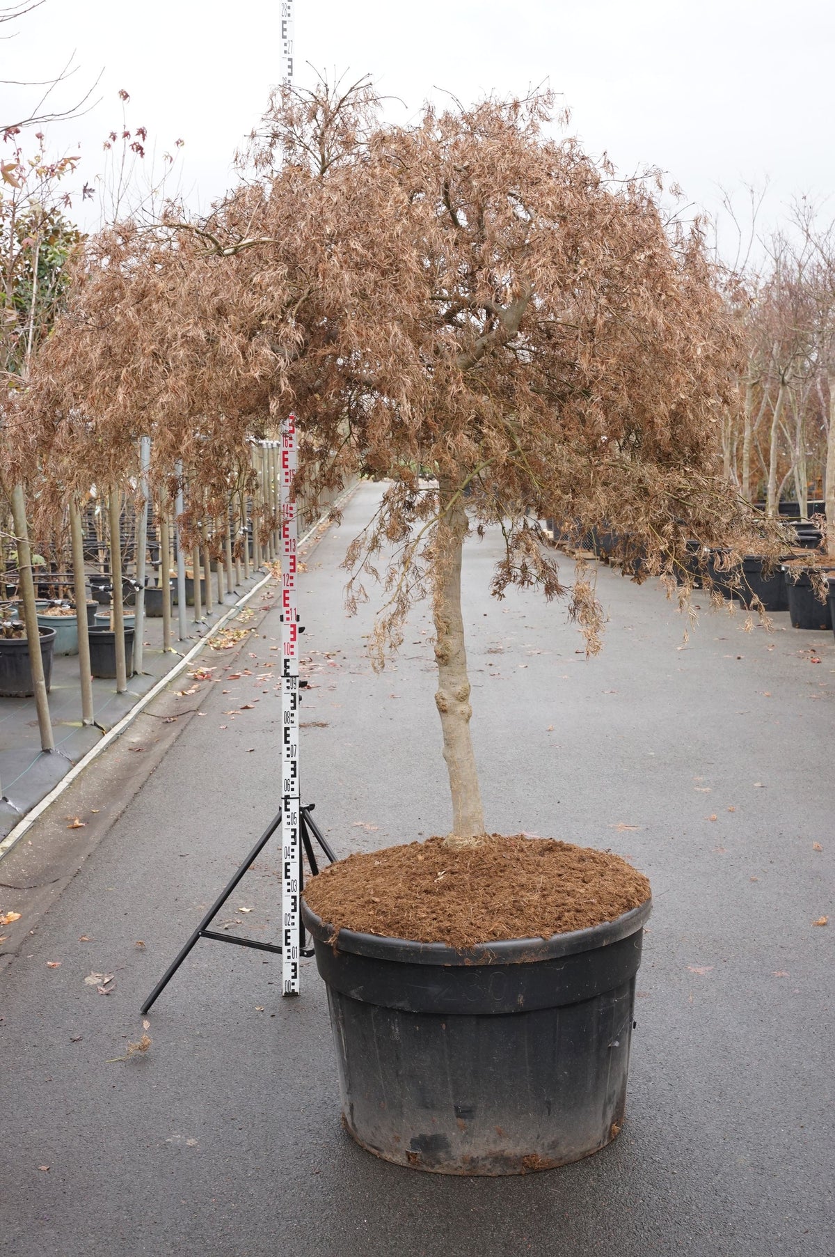 Acer palmatum &