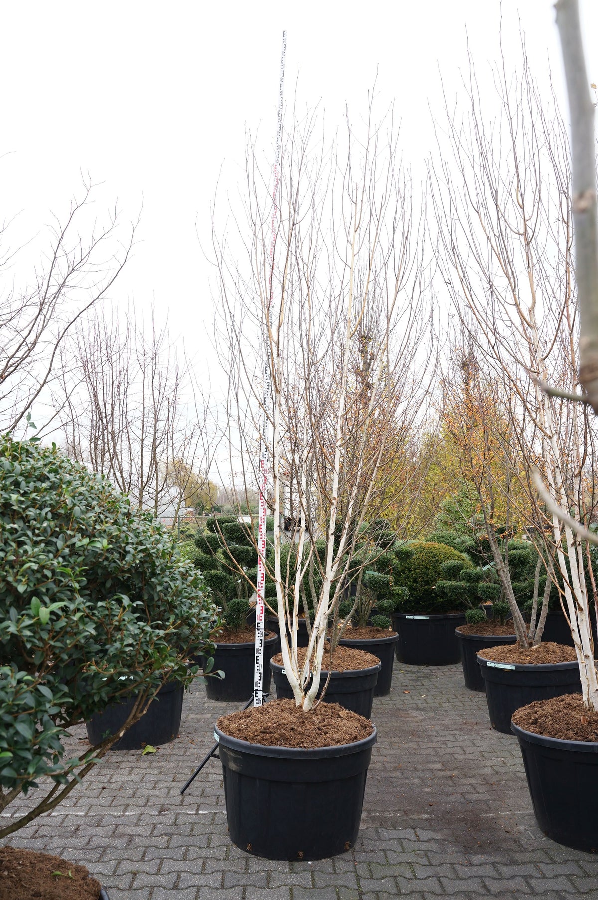 Betula utilis jacquemontii flerstammig C230 (230 liters kruka) 300-350 cm