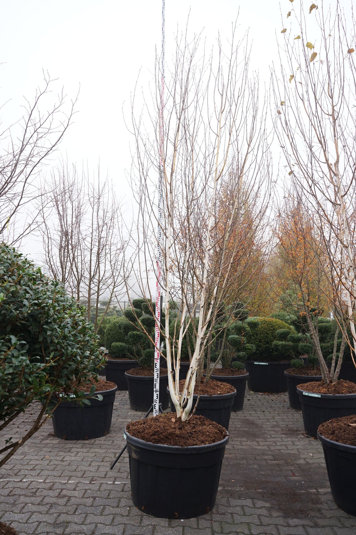 Betula utilis jacquemontii flerstammig 350-400 cm C290 (290 liters kruka)