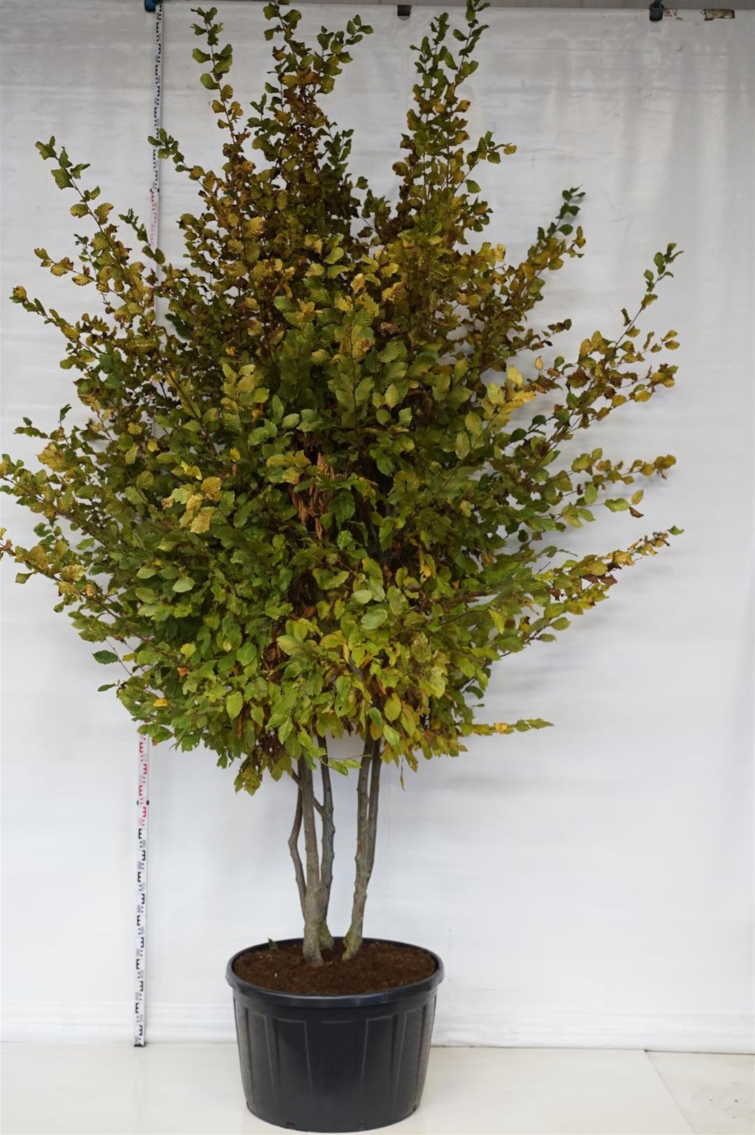 Carpinus betulus flerstammig 350-400 cm C290 (290 liters kruka)