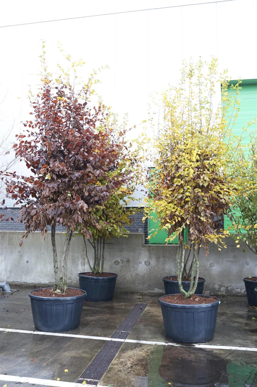 Carpinus betulus C290 (290 liters kruka) 350-400 cm flerstammig