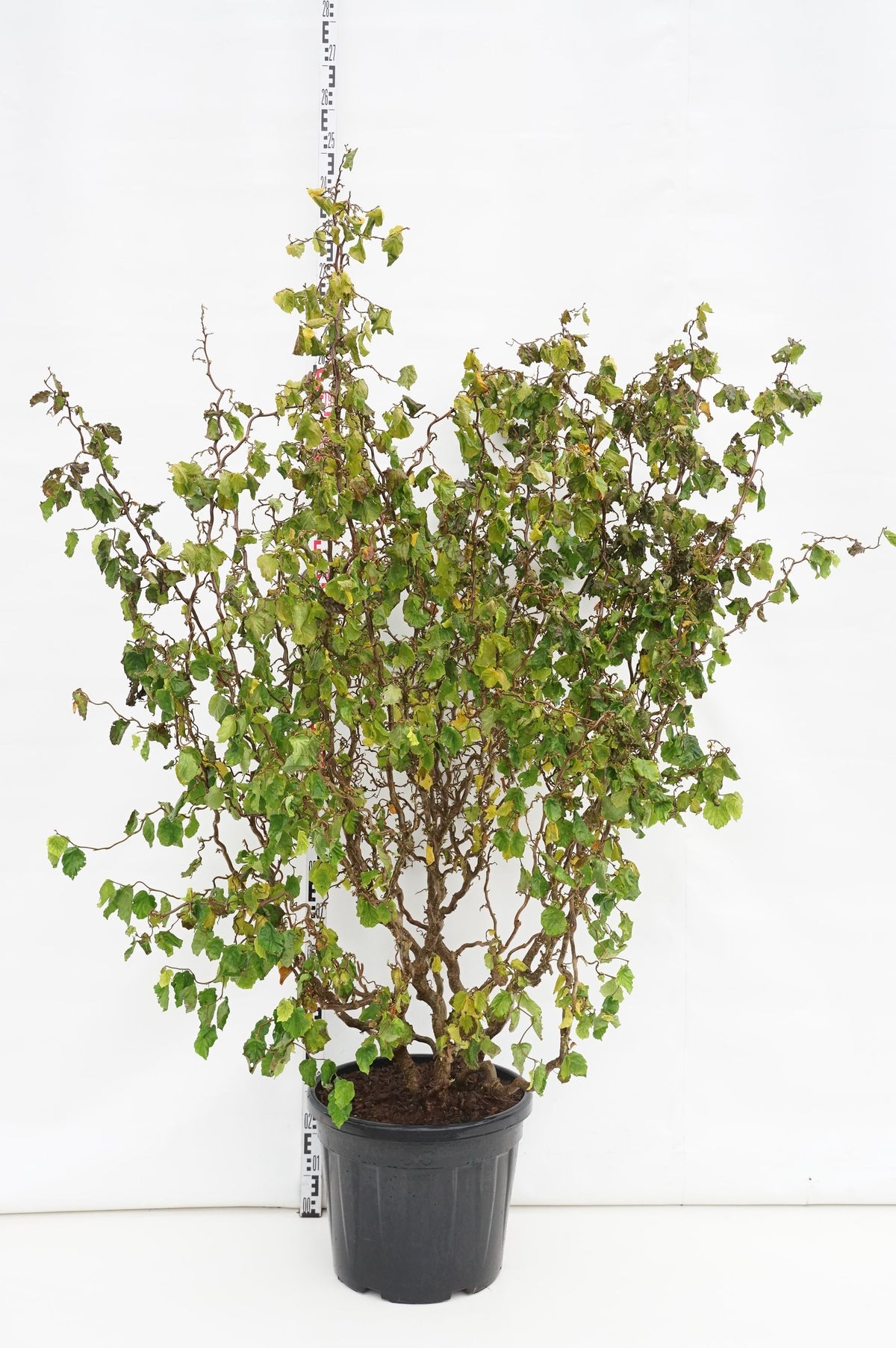 Corylus a. &