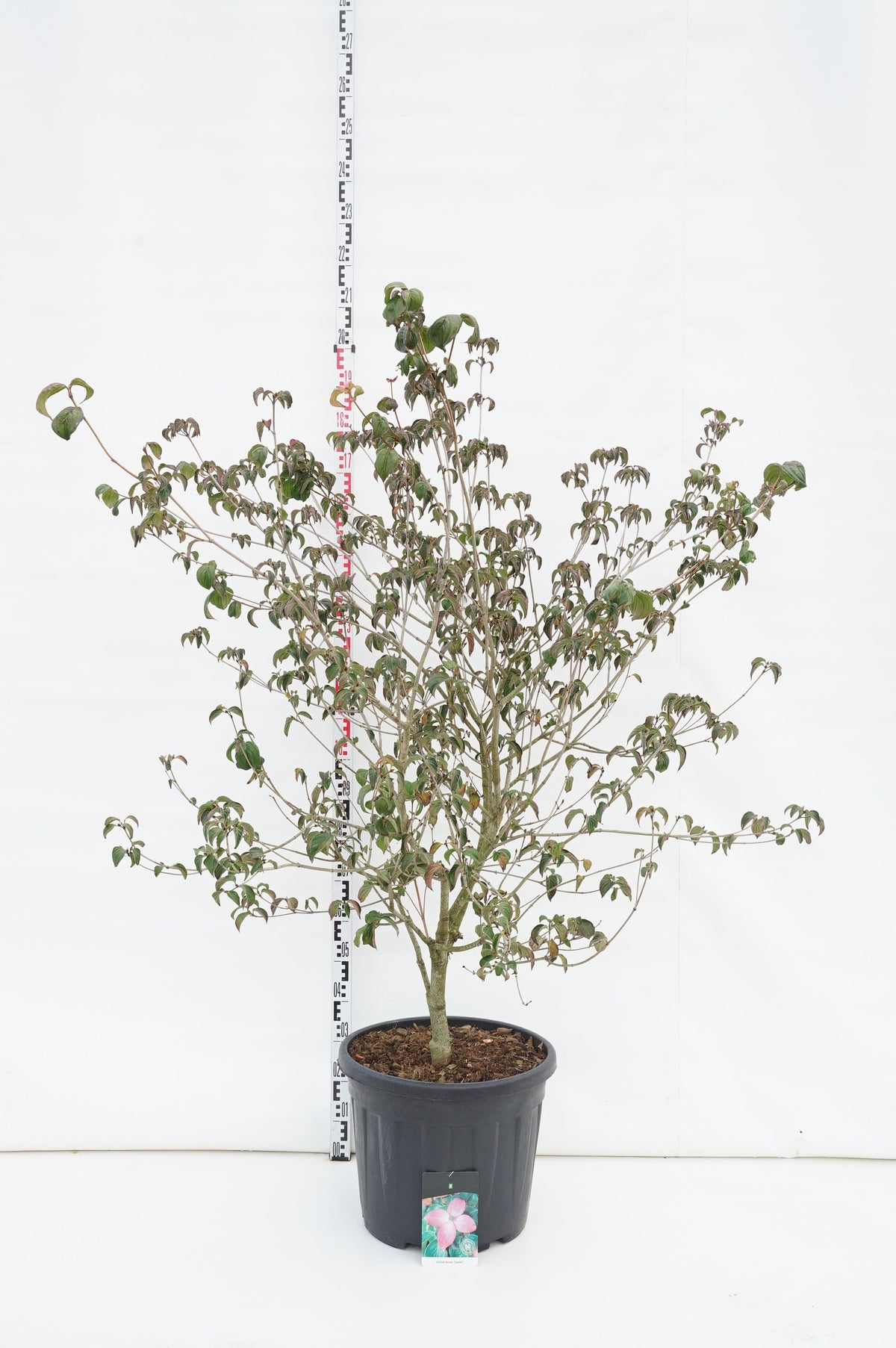 Cornus kousa &
