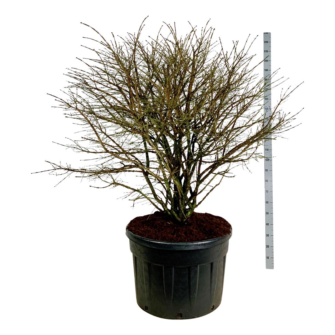 Euonymus alatus C230 (230 liters kruka) 150-175 cm Solitär