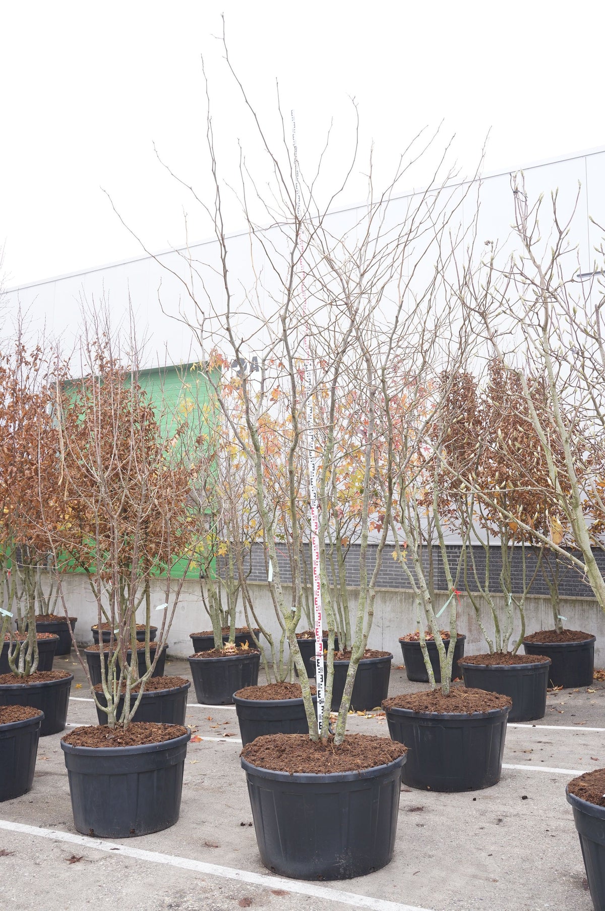 Gleditsia triacanthos &