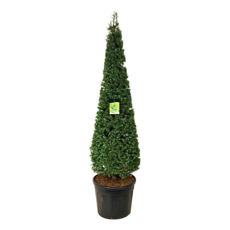 Larix kaempferi 10-12 cm rotklump