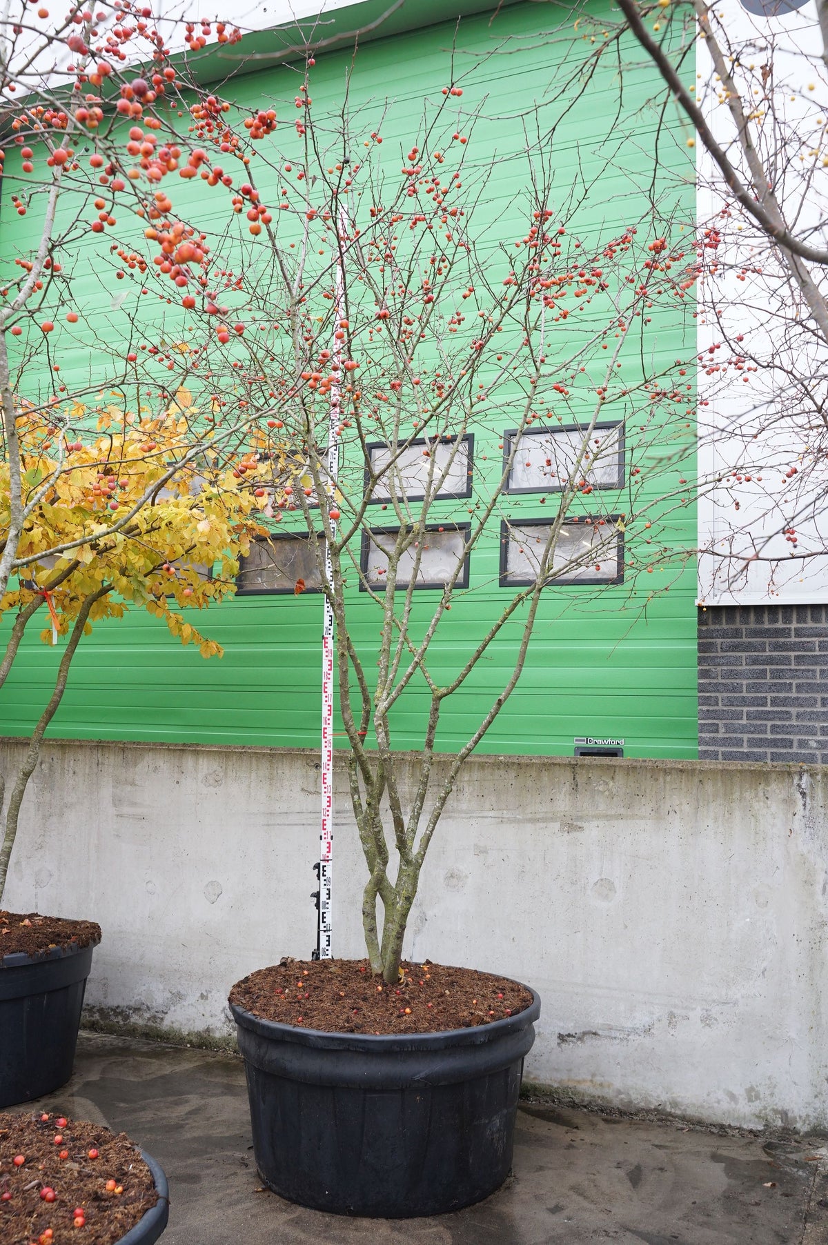 Malus &